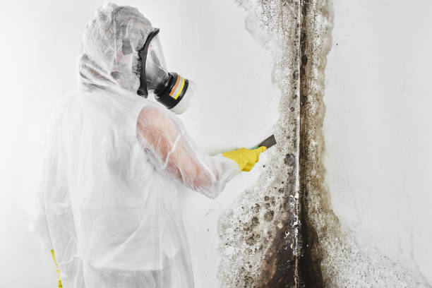 Best Same-Day Mold Removal  in Thompsonville, CT