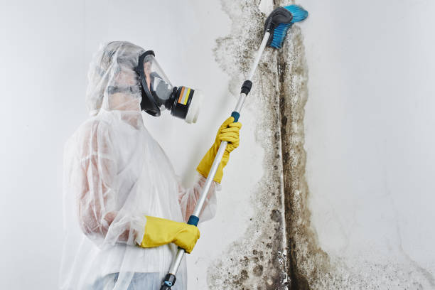 Best Professional Mold Removal  in Thompsonville, CT