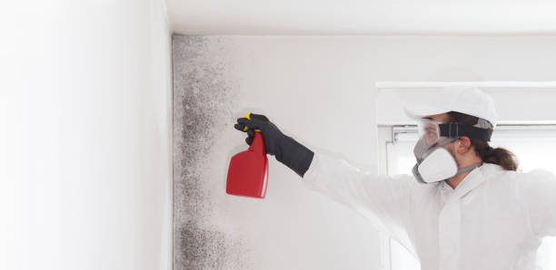 Best Mold Remediation Experts  in Thompsonville, CT