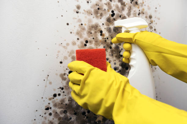 Best Affordable Mold Removal  in Thompsonville, CT