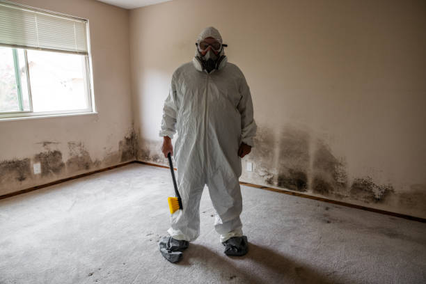 Best Mold Remediation  in Thompsonville, CT