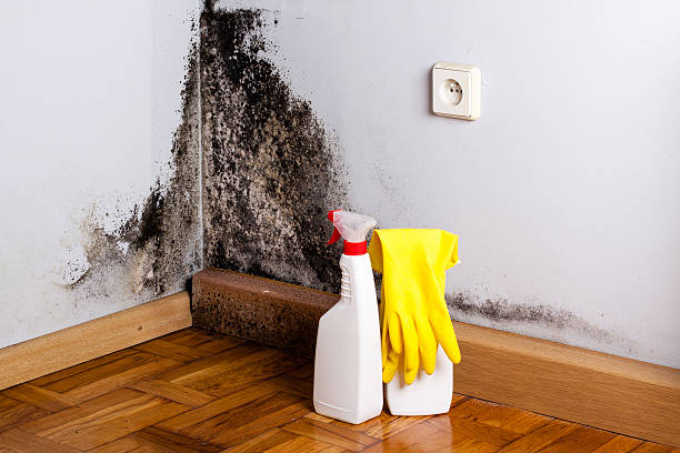 Best Residential Mold Removal  in Thompsonville, CT