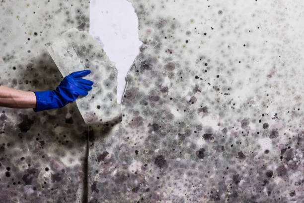 Best Water Damage Restoration  in Thompsonville, CT
