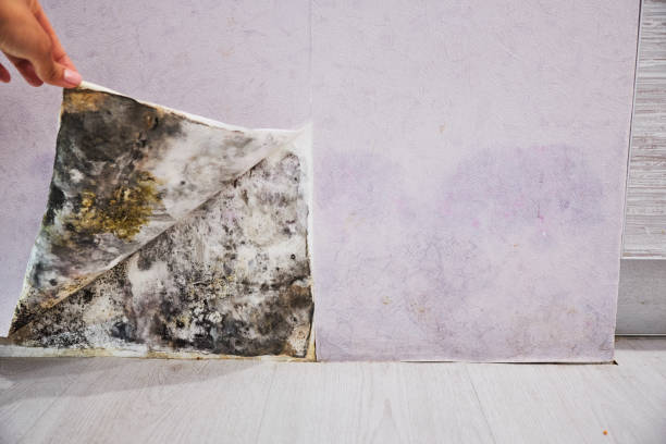 Trusted Thompsonville, CT Mold Removal Experts